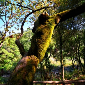 drimos2 Δρυμός Πέρδικας