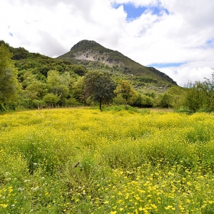 Νερόμυλος Ριζού