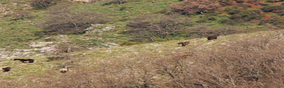 farmakovouni_aloga3 Φαρμακοβούνι Φιλιάτες - Ελεύθερα Άλογα