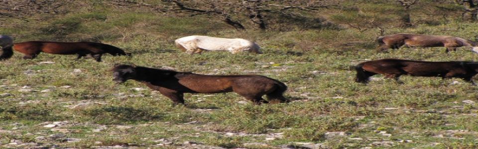 farmakovouni_aloga4 Φαρμακοβούνι Φιλιάτες - Ελεύθερα Άλογα