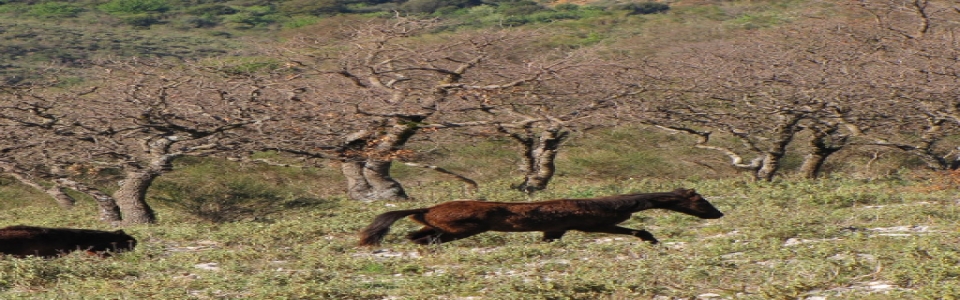farmakovouni_aloga6 Φαρμακοβούνι Φιλιάτες - Ελεύθερα Άλογα
