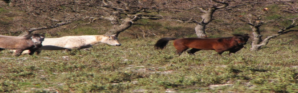 farmakovouni_aloga7 Φαρμακοβούνι Φιλιάτες - Ελεύθερα Άλογα