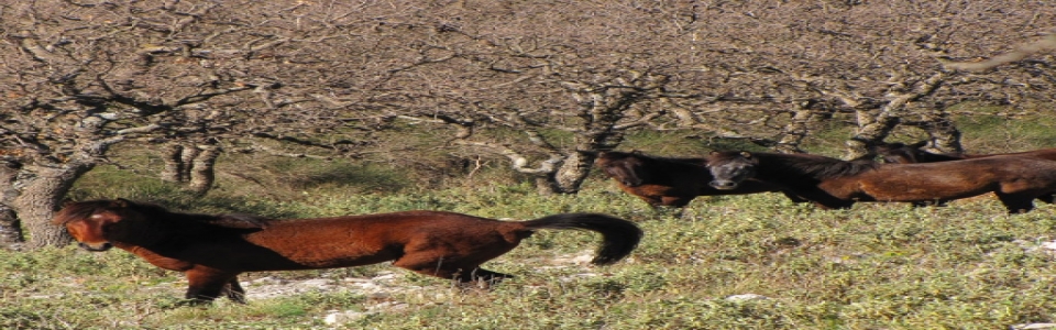 farmakovouni_aloga8 Φαρμακοβούνι Φιλιάτες - Ελεύθερα Άλογα