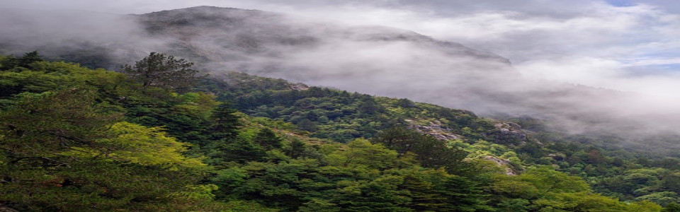 Άγιος Αρσένιος Χρυσαυγής