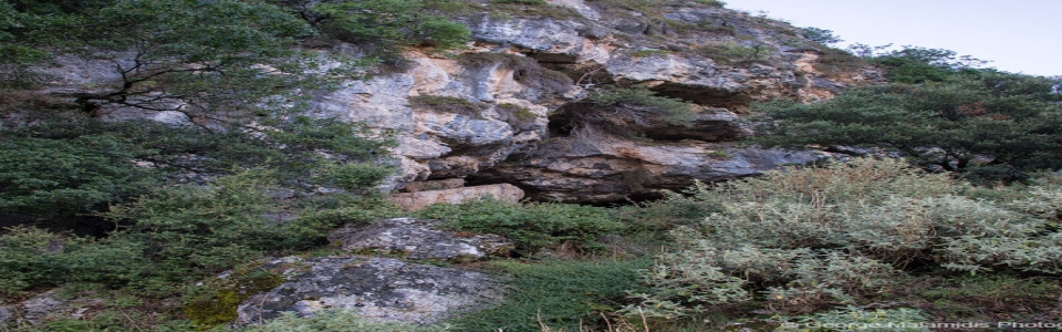 Άγιος Αρσένιος Χρυσαυγής