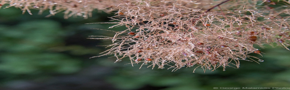 Άγιος Αρσένιος Χρυσαυγής