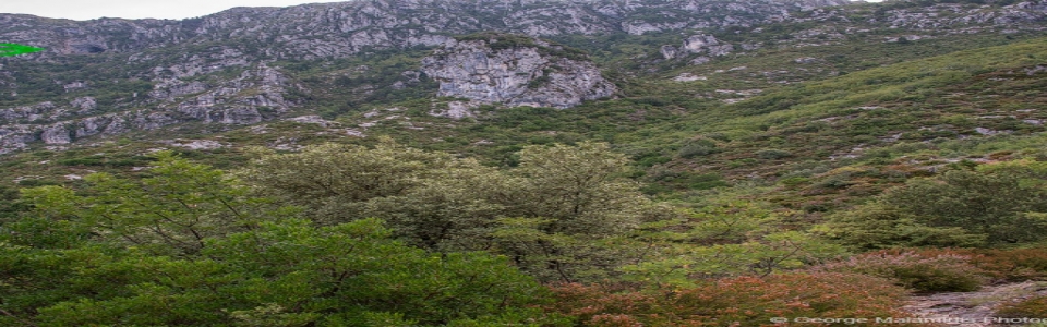 Άγιος Αρσένιος Χρυσαυγής