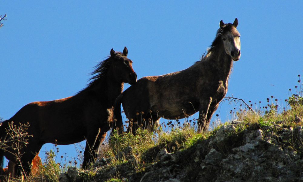 Όρος Φαρμακοβούνι Φιλιάτες – Ελεύθερα Άλογα