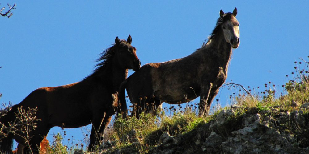 Όρος Φαρμακοβούνι Φιλιάτες – Ελεύθερα Άλογα